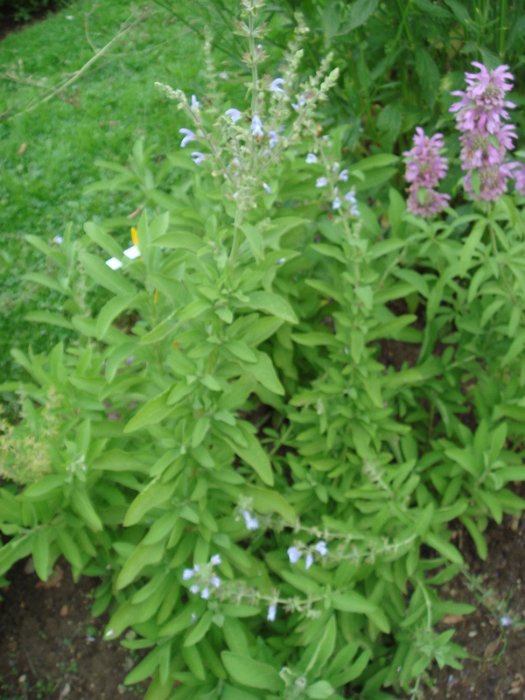 Salvia somaliensis